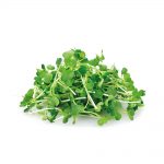 Rucola